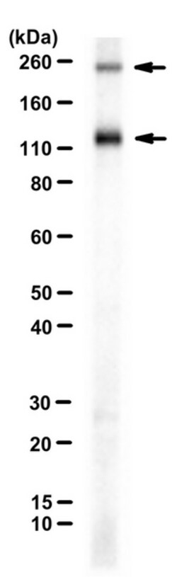 MilliporeSigma Bikunin (CP6), Rabbit, Unlabeled, Polyclonal, 100 &mu;L | Buy Online | MilliporeSigma&trade; | Fisher Scientific